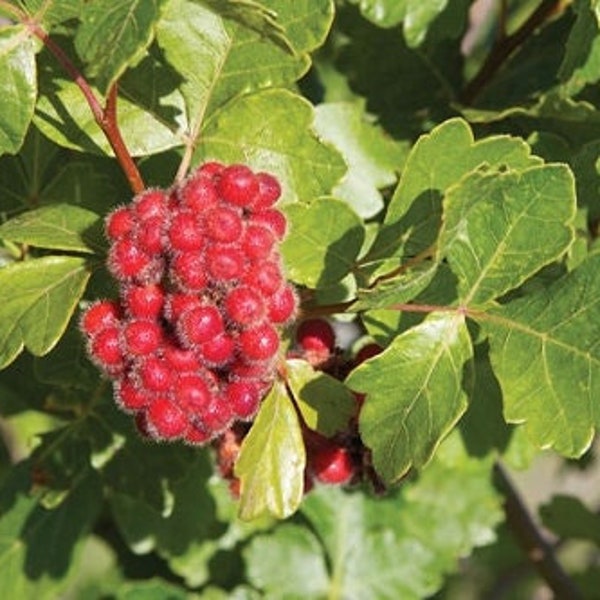 Fragrant Sumac - 1 Quart Pot