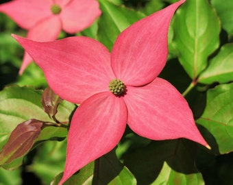 Scarlet Fire Dogwood Tree Rutpink 2'-4' tall, 1 Gallon