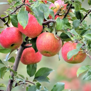 Mystery Apple Tree - 1 Gallon Trade Pot