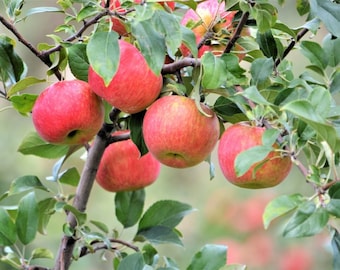 Mystery Apple Tree - 1 Gallon Trade Pot