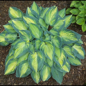 May include: A close-up of a hosta plant with large, green leaves with yellow variegation. The leaves are arranged in a rosette pattern and have a slightly textured surface.