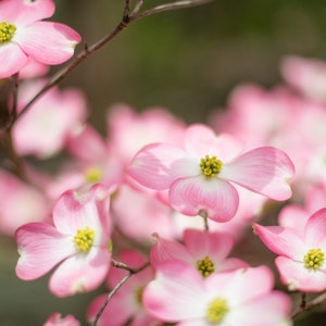 Stellar Pink Flowering Dogwood Tree 2'-4' tall, 1 Gallon