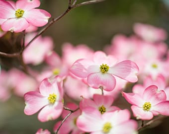 Stellar Pink Flowering Dogwood Tree 2'-4' tall, 1 Gallon