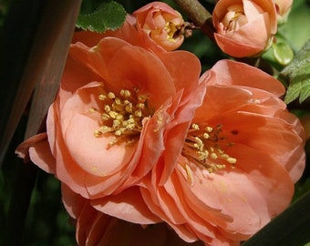 Cameo Flowering Quince - 1 Gallon Trade Pot