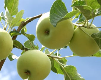Pommier Grandma Smith, 1 gallon
