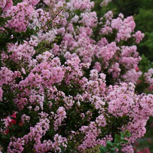 Muskogee Crape  Myrtle - 1 Gallon Trade Pot