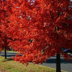 May include: Two trees with bright red leaves in the fall. The trees are on the side of a road with a grassy area in the foreground.