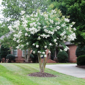 May include: A mature tree with a full canopy of green leaves and clusters of white flowers. The tree trunk has multiple stems and is surrounded by mulch. The tree is in a well-manicured lawn in front of a brick house.