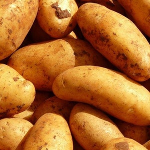 May include: A close-up of a pile of brown potatoes. The potatoes are smooth and have a slightly rough texture.