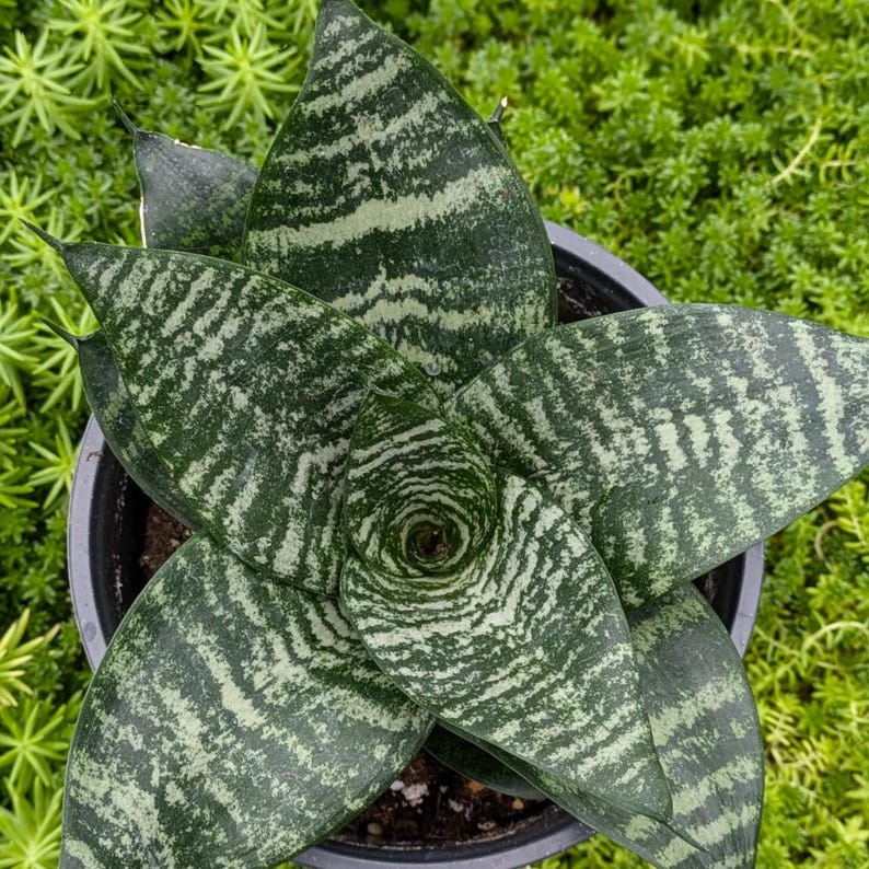 BudsnBloomsCo Snake Plant Forest Star