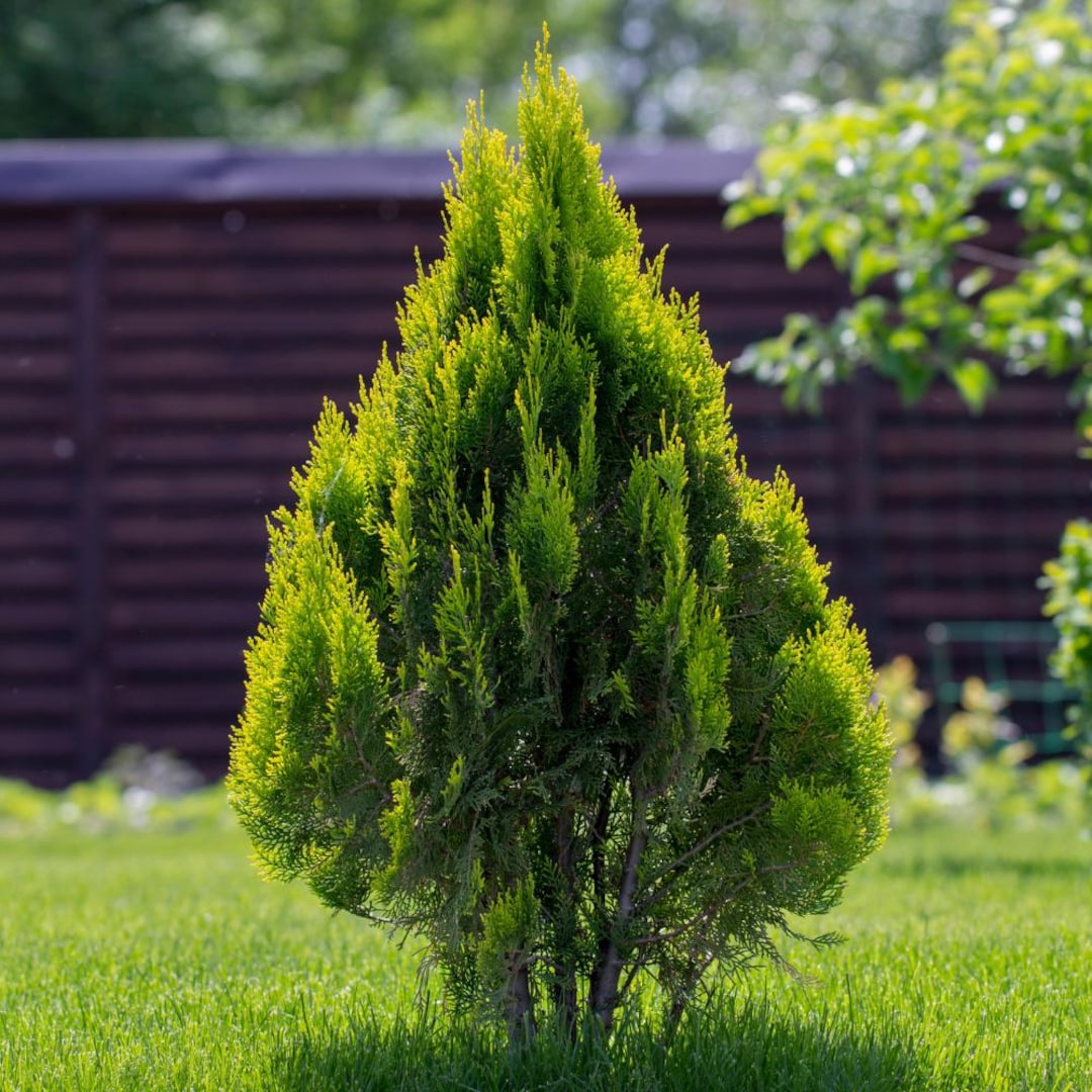 Thuja Green Giant Arborvitae - 1 Gallon Potted Plant-landscape Barriers -  Etsy