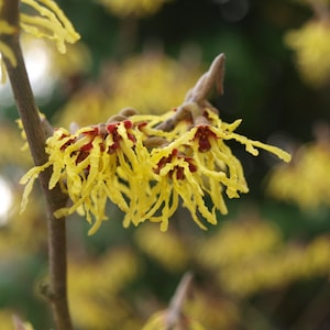 May include: A close-up of a witch hazel plant with yellow, stringy flowers. The flowers are in bloom and have a reddish-brown center.