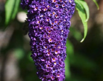 Butterfly Bush Black Knight - 1 Gallon