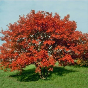 May include: A vibrant red maple tree with lush foliage in autumn. The tree is in a field with green grass.