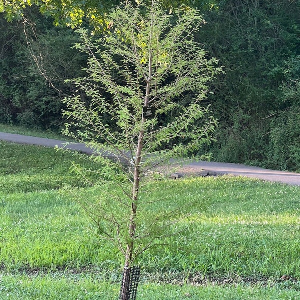 Bald Cypress Tree - 1 Gallon Trade Pot - Live Plant