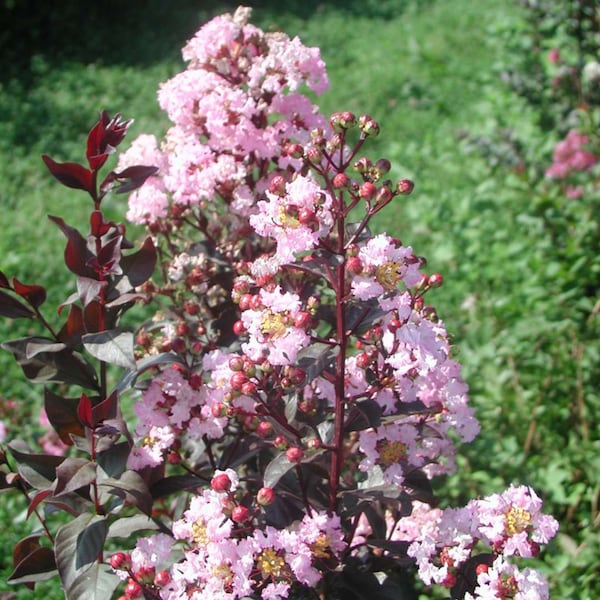 Rhapsody in Pink - crêpe myrte - pot de 1 gallon