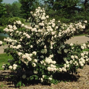 May include: A white flowering bush with small, white flowers in full bloom. The bush is green and has a rounded shape.