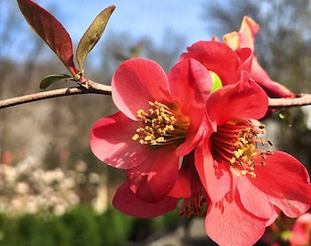Texas Scarlet Flowering Quince - 1 Gallon
