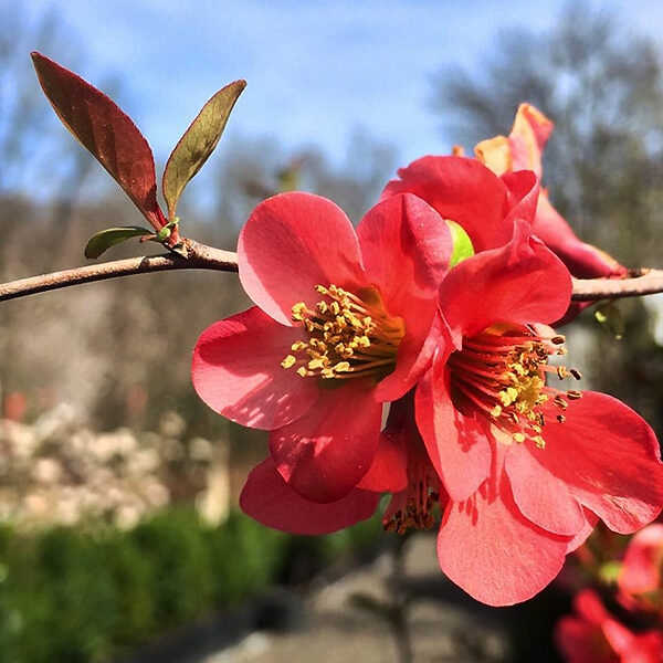 Texas Scarlet Flowering Quince - 1 Gallon