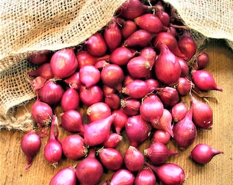 Onion Sets  'Karmen Red' - 1 pound