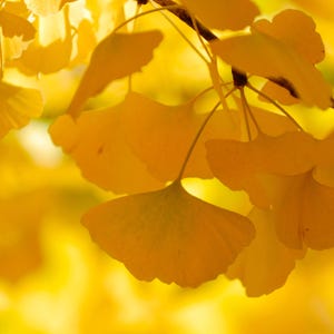 Ginkgo Biloba Tree 1 Gallon