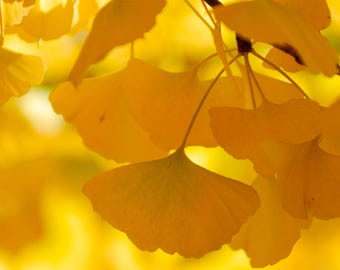Ginkgo Biloba Tree 1 Gallon