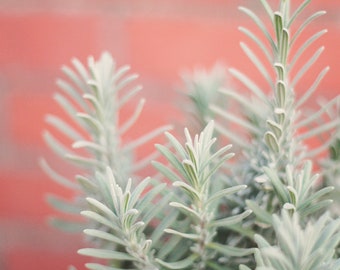 Lavender- 1 Gallon-Well Established