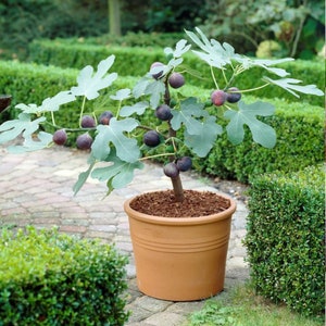 May include: A potted fig tree with large, textured green leaves and several ripe, dark purple figs. The tree is in a terracotta pot filled with mulch, set on a brick patio. The background features green hedges and foliage.