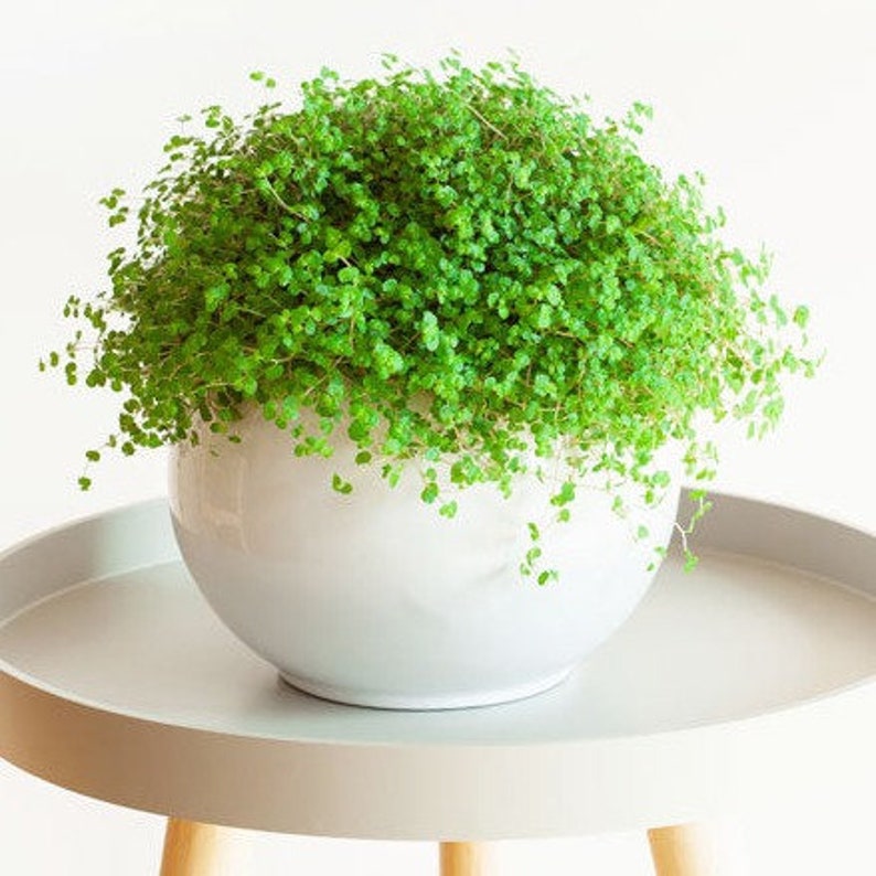 Baby Tears Indoor House Plant Etsy