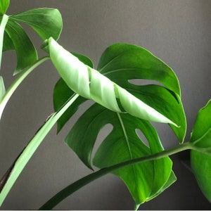 Puede incluir: Primer plano de una planta de monstera verde con hojas grandes y divididas. Las hojas son de color verde claro y tienen una superficie texturizada.