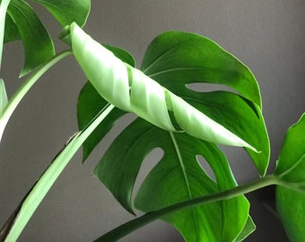 Monstera Deliciosa - Swiss Cheese Plant - 1 Gallon pot