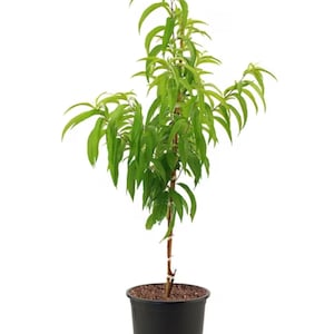 May include: A young peach tree in a black plastic pot. The tree has a slender brown trunk with vibrant green leaves. The pot is filled with dark soil. The plant is set against a clean white background.