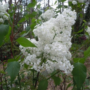 May include: A close-up of a white lilac bush in bloom. The flowers are clustered together in large, fragrant bunches. The leaves are green and the branches are brown.
