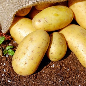 May include: A burlap sack filled with yellow potatoes. The potatoes are arranged in a pile, with some spilling out of the sack.