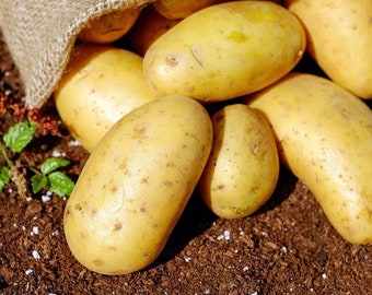 Seed Potato 'Yukon Gold' | 1lb