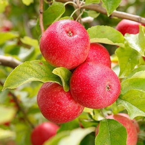 Pink Lady Apple Tree  - 1 Gallon Trade Pot
