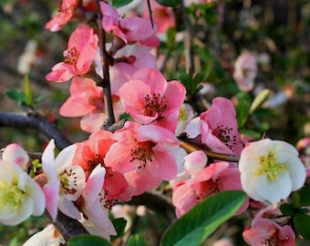 Toyo Noshiki Flowering Quince 1 Gallon