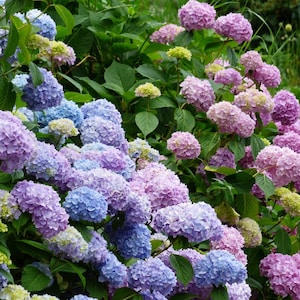 Nikko Blue Hydrangea - 1 Gallon