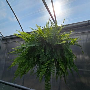 May include: A hanging basket overflowing with a lush, green fern. The fern's fronds cascade downwards, creating a full, vibrant display. The image is taken in a greenhouse setting, with sunlight filtering through the transparent roof, illuminating the plant.