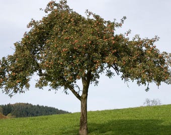 Gala Apple Tree 1 Gallon Trade Pot