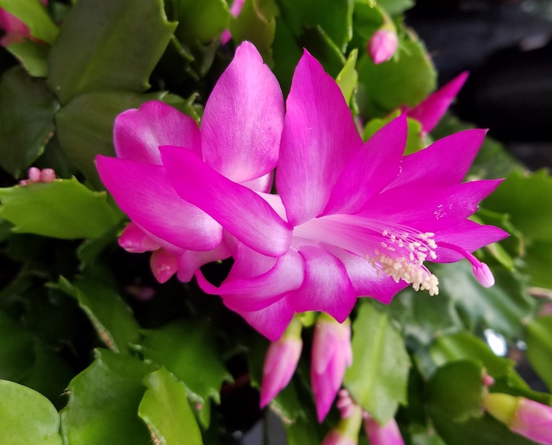 BudsnBloomsCo Thanksgiving Cactus - Thumbnail 3