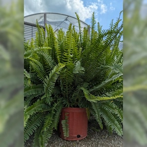 Kimberly Queen Fern - 3 Gallon Trade Pot - Live Plant