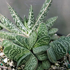 Gasteria Bicolor var. Liliputana Succulent afbeelding 1