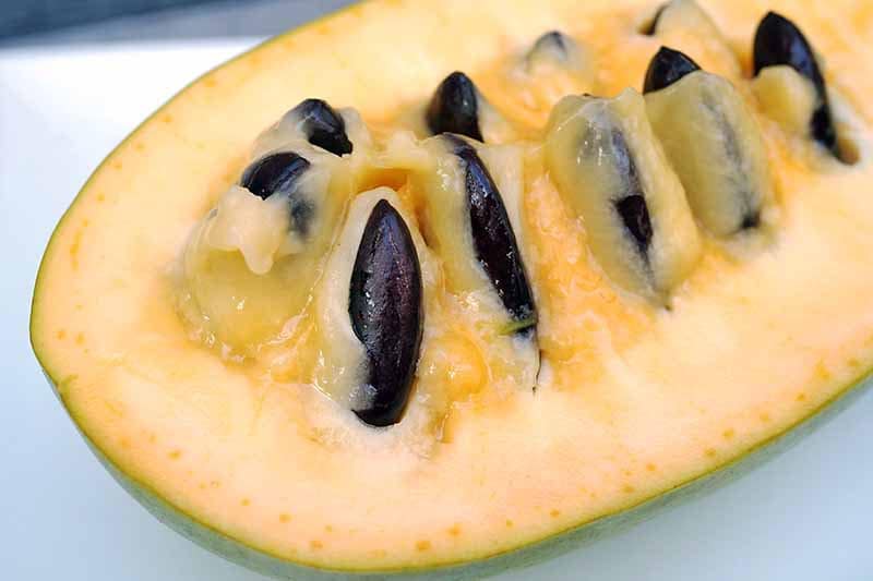 American Paw Paw Tree - Fruit Tree, 1 Gallon