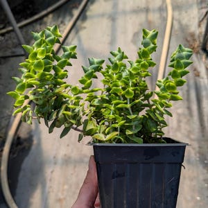 May include: A small green succulent plant with long, thin stems and small, rounded leaves. The plant is growing in a black plastic pot.