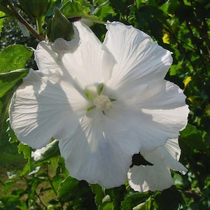 Rose blanche de Sharon - Althea - 1 gallon