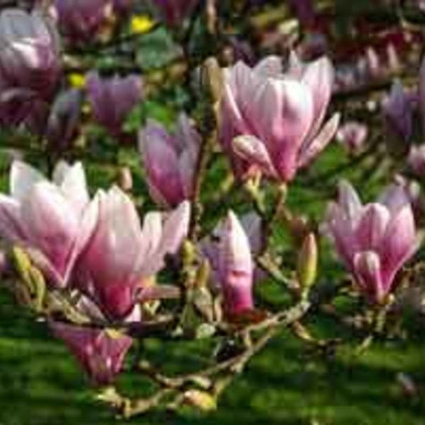 Saucer Magnolia Tree  1 Gallon 2'-3'ft Tall