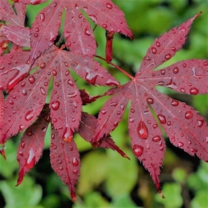 May include: Close-up of red maple leaves with water droplets. The leaves are a deep burgundy red and have a glossy finish. The water droplets are clear and reflect the light.
