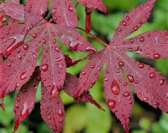 Japanese Maple Bloodgood Tree 2 pack - 3" x 5.5" pot