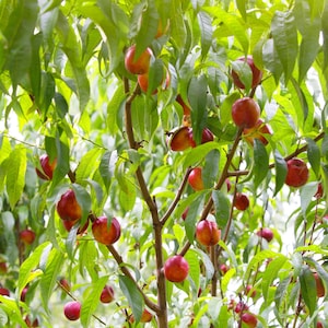 May include: A peach tree with numerous round, ripe peaches hanging from thin brown branches. The fruit displays a gradient of red and yellow skin tones. The tree is filled with long, pointed, vibrant green leaves that provide shade.
